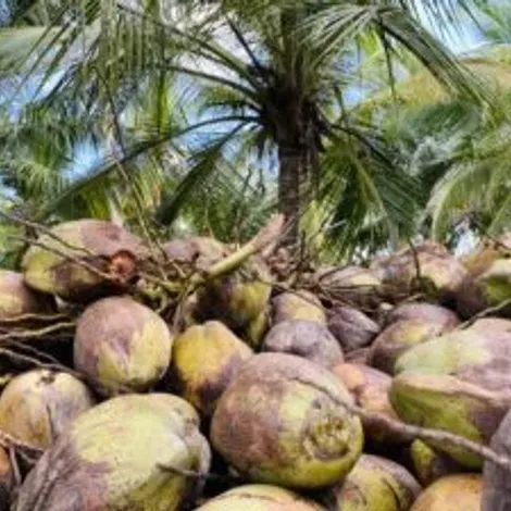 Metshu-Organic-Farms-300x225.webp