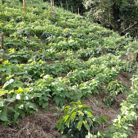 Transition to Regenerative Organic Agriculture through Symbiosis with Coffee Cultivation 2