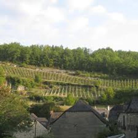 Château Magdeleine Bouhou vinyard 2.jpg