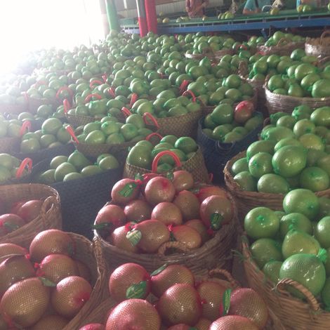Huong Buoi My Hoa Trading One Member Company Limited - Packaging Area
