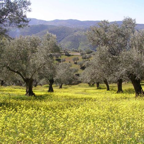 OUR ORGANIC OLIVE GROVE