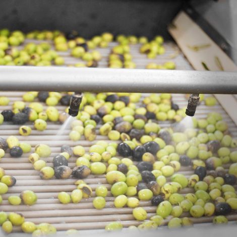 Washing Olives