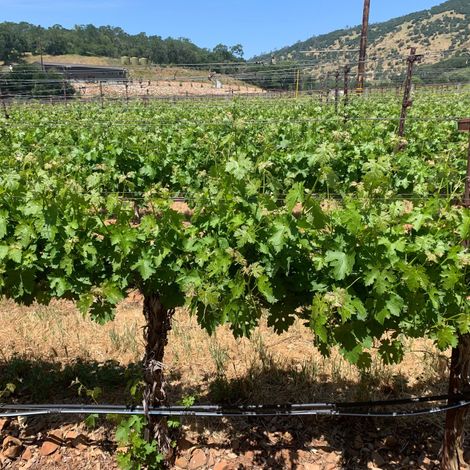 Harbison Estate Wines