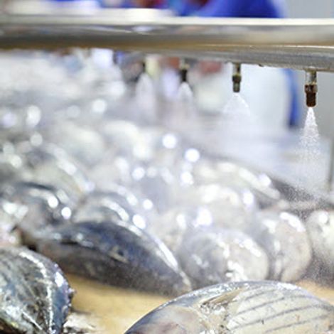 Golden Prize Canning Co., Ltd. - Processing Area