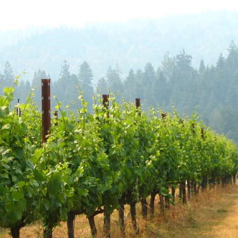 Schramsberg Vineyards_Wines_Vineyards