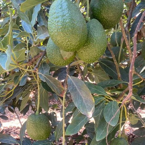 Palta Hass en el Arbol