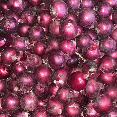 Agro Centre_Red Onion_50-70mm_2