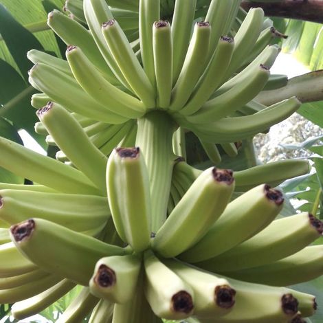 Platanera Rio Sixaola S.A. - Unripe Banana