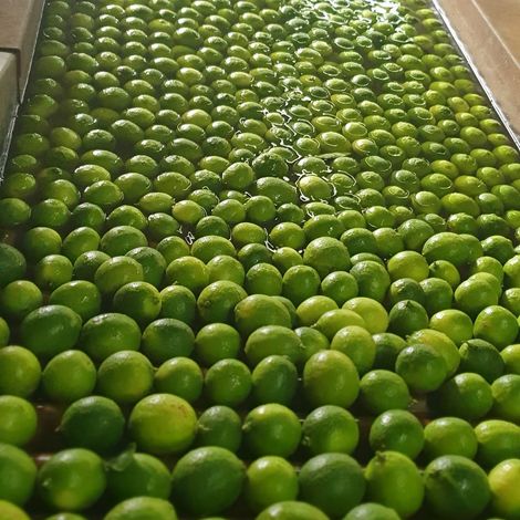 Frutasma - Processing Facility