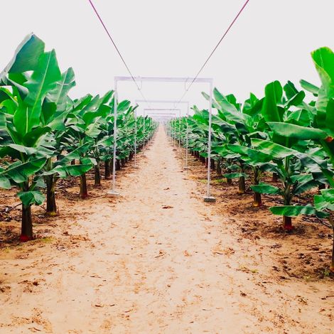 Banana Orchard