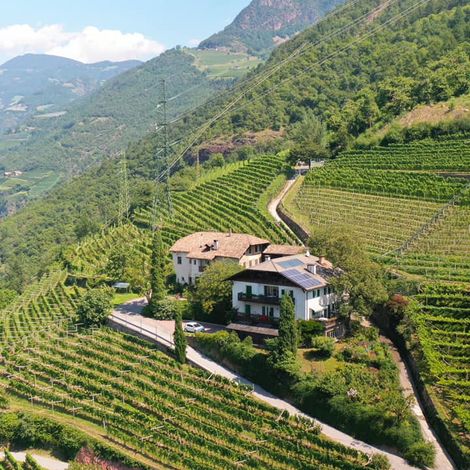 The Vineyard