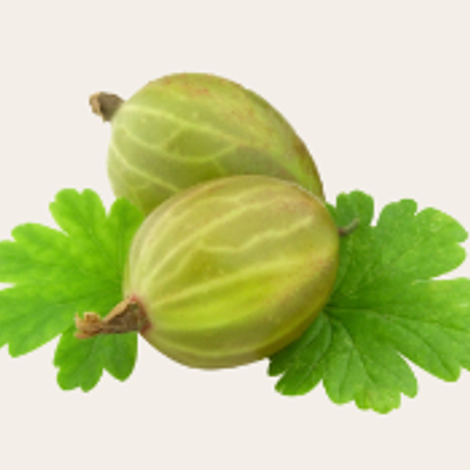 gooseberry
