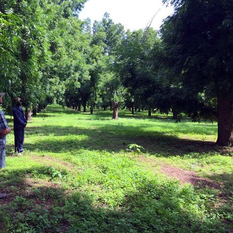 M.D. Chassart & Son t/a Surrey Group - Pecan Orchard