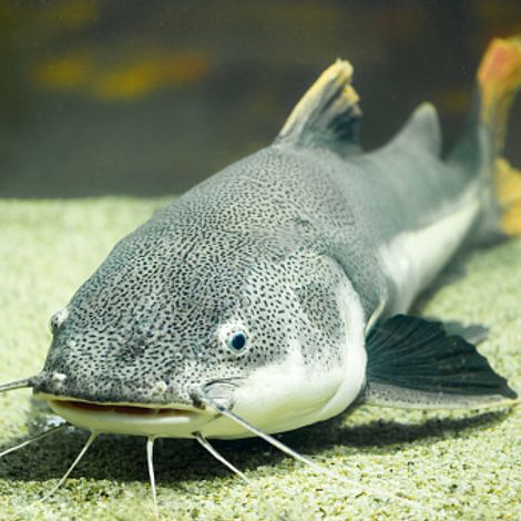 Catfish