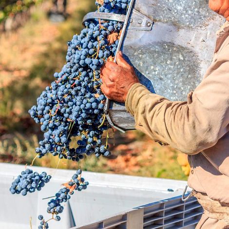 Finca el Origen - Product