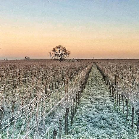 Weingut Bergdolt-Reif & Nett - Vineyard