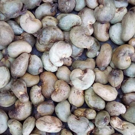 Raw Cashew Nuts