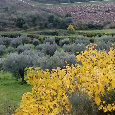 Quinta dos Olmais ​