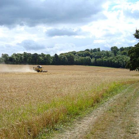 Sheepscombe Meat - Farm