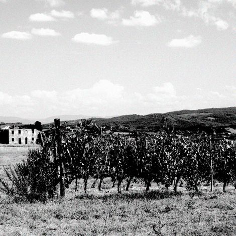 VINEYARDS