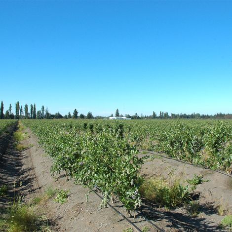Agricola el Boldo SA - Bluberry Plantation
