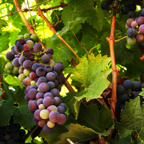 Cono Sur Vineyards & Winery_Wines_Grapes