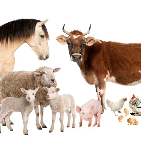farm-animals.jpg