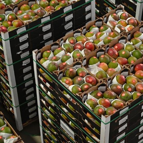 Sweet Fruits Comercio Atacadista, Importacao E Exportacao De Frutas LTDA - Products