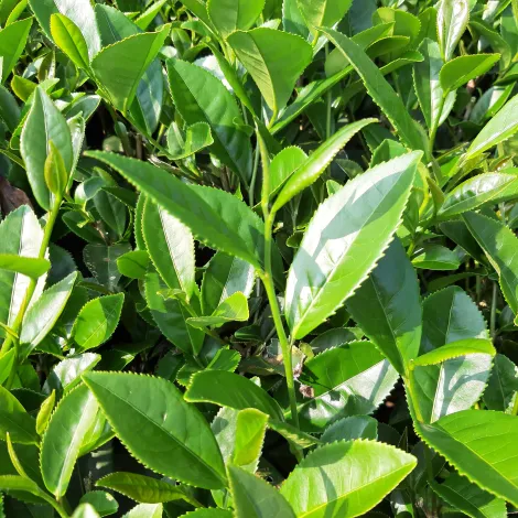 Four Seasons Oolong