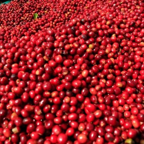 Coffee Berries