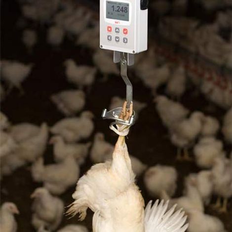 weight-of-chicks-1.jpg