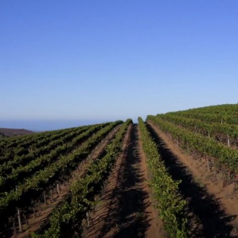 Vineyards
