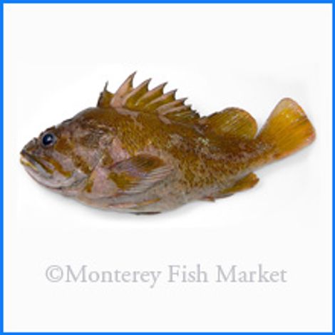 M.F.M. Seafood - Monterey Fish Market