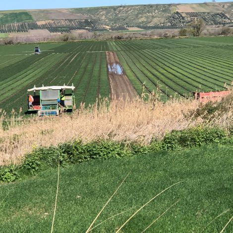 Our fields