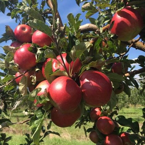 Leva-Stena - Plantation