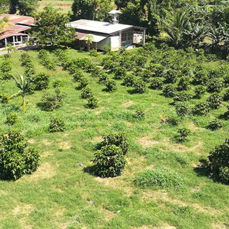 PAMEM S.A. DE C.V. - Plantation