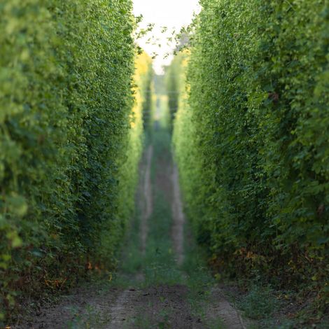 INDIE HOPS, LLC