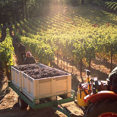 CADE Estate Winery_Wine_Harvest3