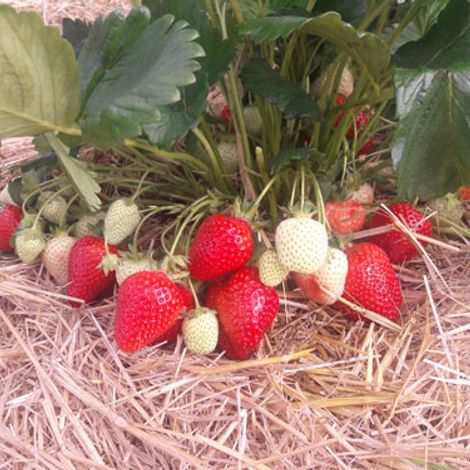 Strawberries