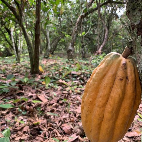 Martinetti Cocoa - Patrimonio Cacao - Plantation