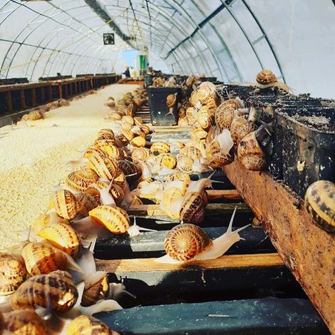 Farm
