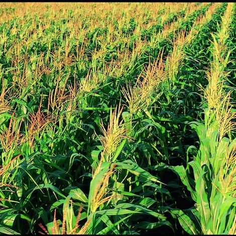 Global River, Inc. - Corn Field