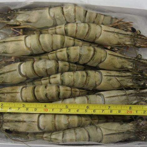 Black Tiger shrimp 10 pcs/500 g