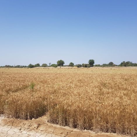 Farm