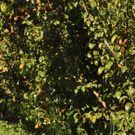 Underwood Fruit and Warehouse - Plantation