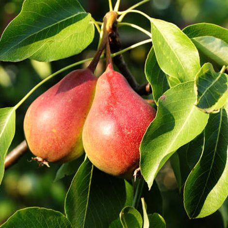 Pear