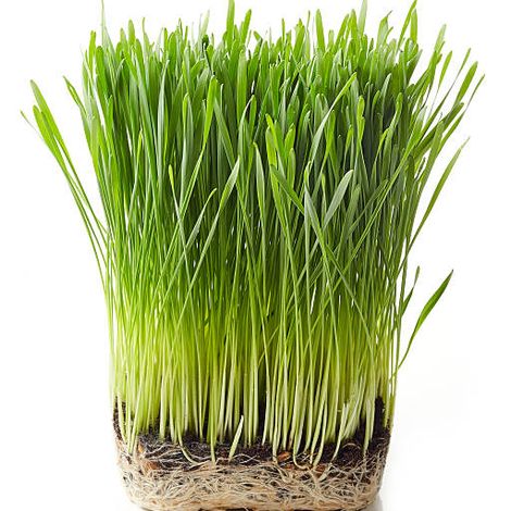 Wheatgrass comb-shaped wide
