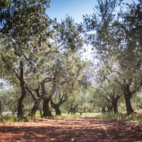 Veralda - Plantation