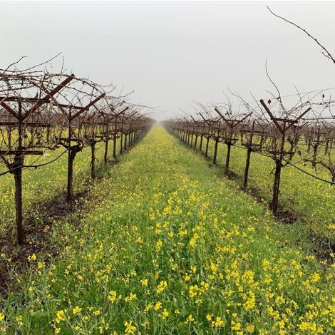 Jessup Cellars_Wine_Vineyars