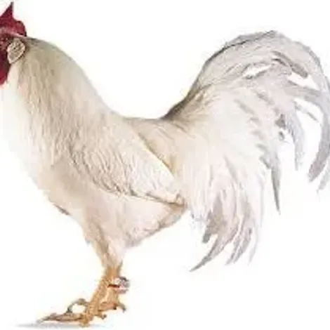 Prime Halal Poultry Uk Limited